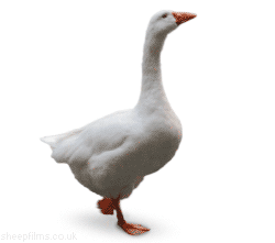 Laufende Gans